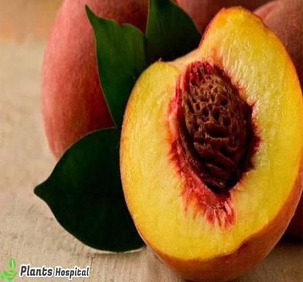 peach