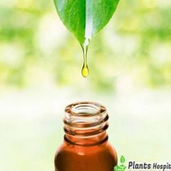 safflower oil