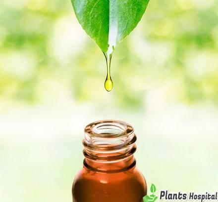safflower oil