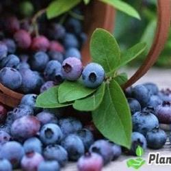 Acai Berry