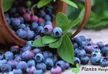 Acai Berry