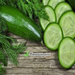 Cucumber