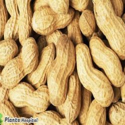 Peanuts