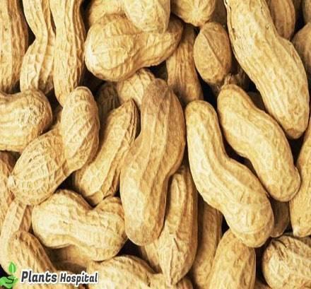 Peanuts