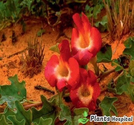 devil's claw