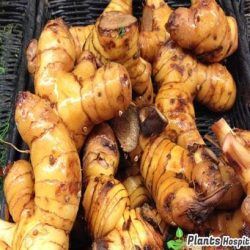 galangal