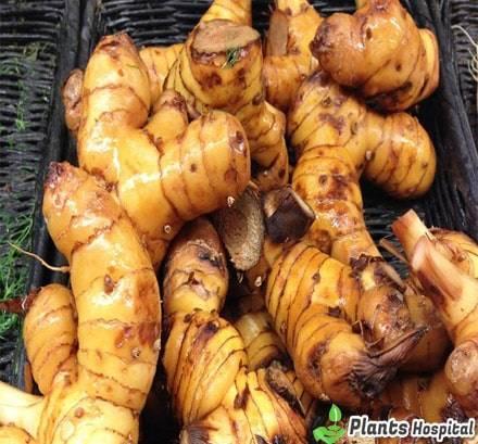 galangal