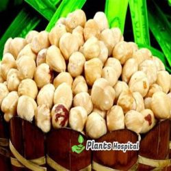 hazelnuts