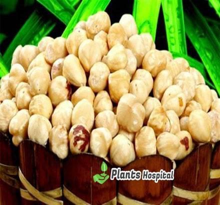 hazelnuts