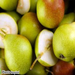 pear