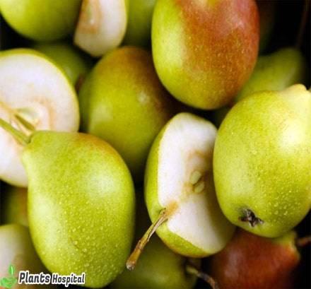 pear