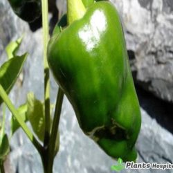 poblano pepper