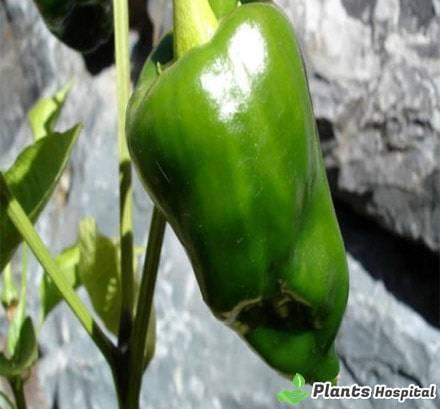 poblano pepper