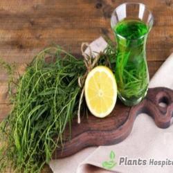 Tarragon Tea