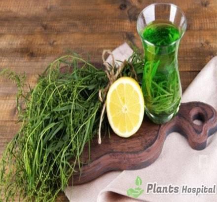 Tarragon Tea