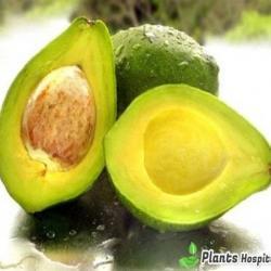 avocado