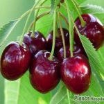 cherry-stems