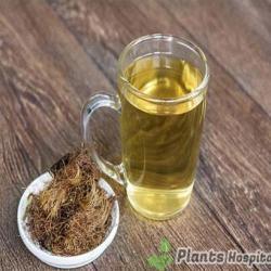 mate tea