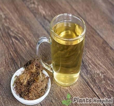mate tea