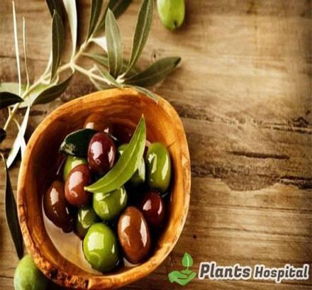 olive
