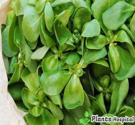 purslane