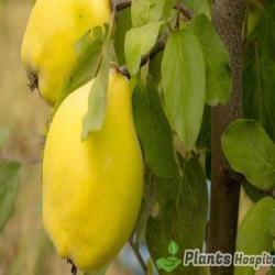 quince-leaves
