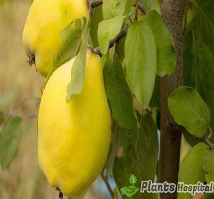 quince-leaves