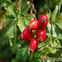 rose hips