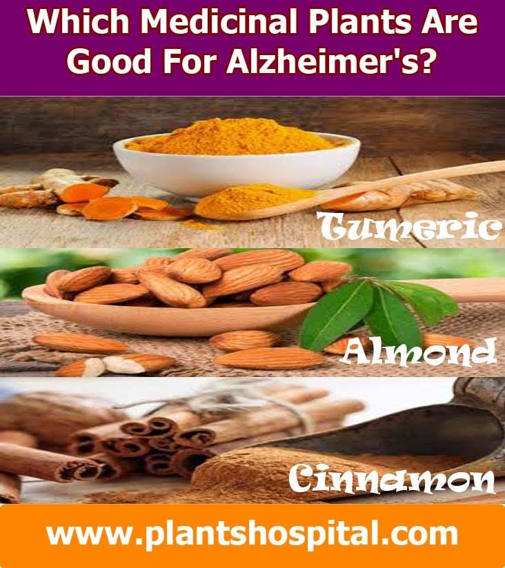 which-medicinal-plants-are-good-for-alzheimer's