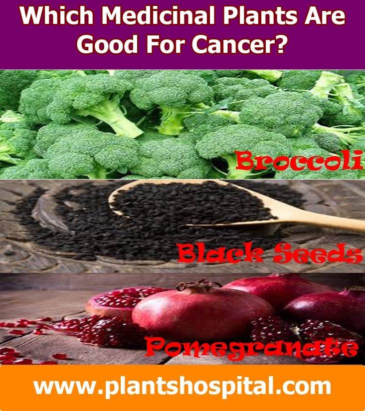 which-medicinal-plants-are-good-for-cancer