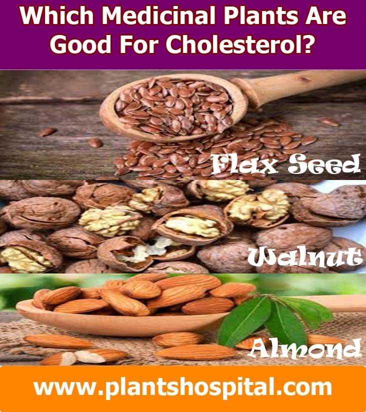 which-medicinal-plants-are-good-for-cholesterol