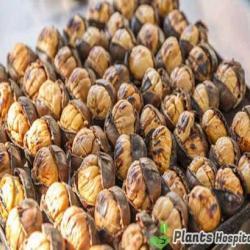 Chestnut