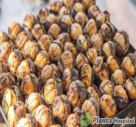 Chestnut