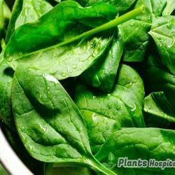 Spinach