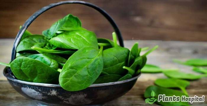 benefits-of-spinach