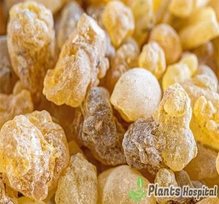 boswellia-serrata
