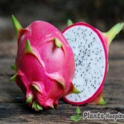 dragon-fruit