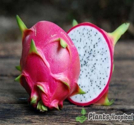 dragon-fruit