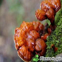 reishi-mushroom