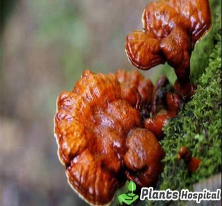 reishi-mushroom