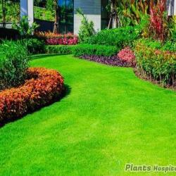 lawn-care