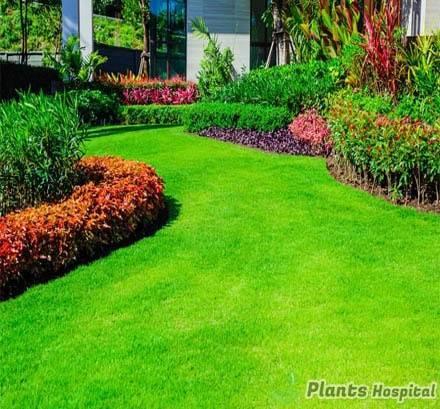 lawn-care