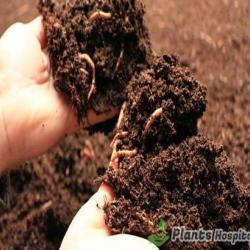 worm-castings