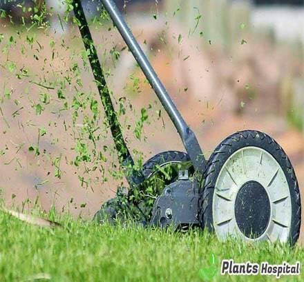 fuel-lawn-mowers