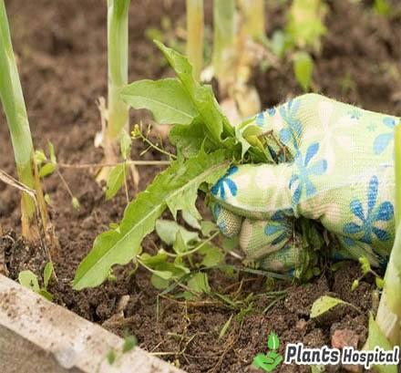weed-control-methods