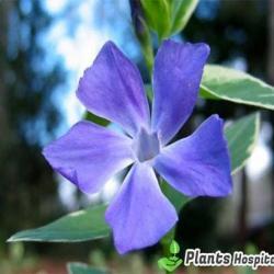 Periwinkle