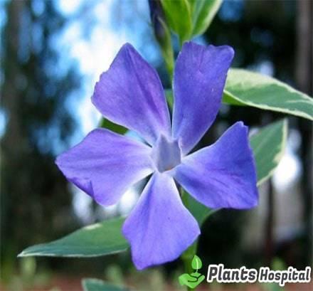 Periwinkle
