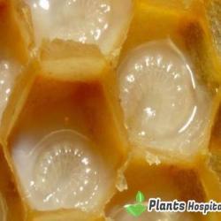 royal-jelly