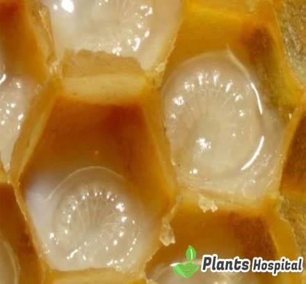royal-jelly