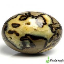septarian-stone